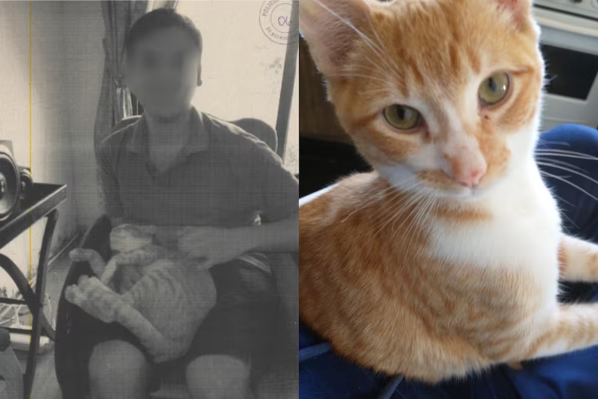 Un joven fue imputado por torturar y matar al menos 16 gatos en Recoleta: advierten que seguía pidiendo animales pese a las denuncias